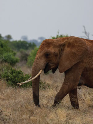2 Days Amboseli Fly-In Safari from Nairobi