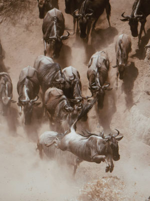 3 Days Midrange Safari to Masai Mara