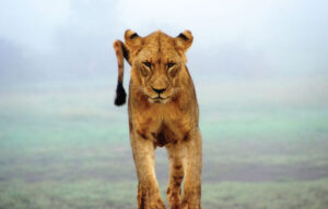 Gallery Thumbnail 5